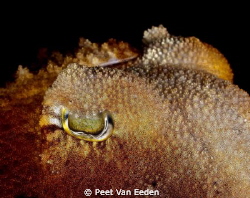 Through the eye of a cuttlefish by Peet Van Eeden 
